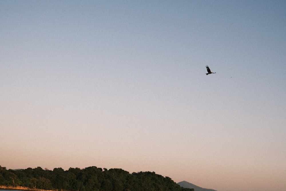 a bird flying over a body of water