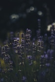 Lavender flowers sway gently in the foreground against a backdrop of soft focus green and black, creating a serene and natural atmosphere.