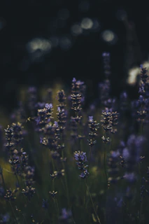 A gentle animation of lavender flowers swaying softly in a pastel breeze.
