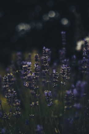 Lavender flowers sway gently in the foreground against a backdrop of soft focus green and black, creating a serene and natural atmosphere.