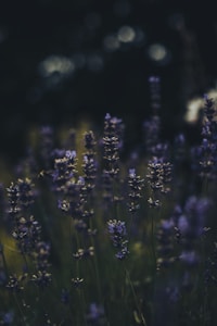 Lavender Surrender