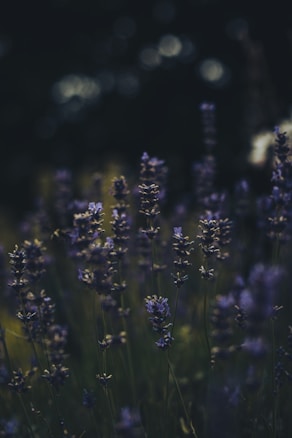 Lavender flowers sway gently in the foreground against a backdrop of soft focus green and black, creating a serene and natural atmosphere.