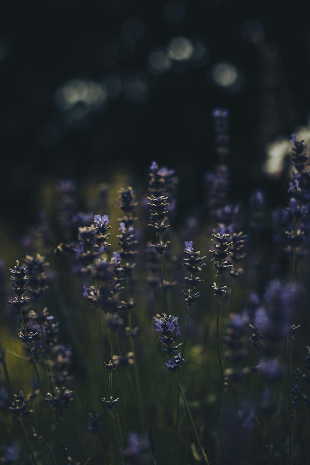 a bunch of lavender flowers in a field