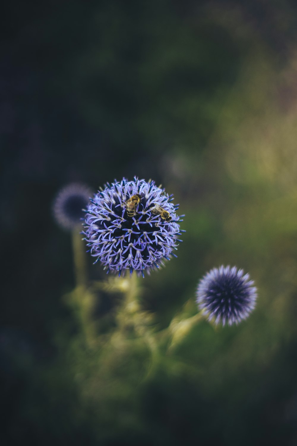 a blue flower with a bee on it