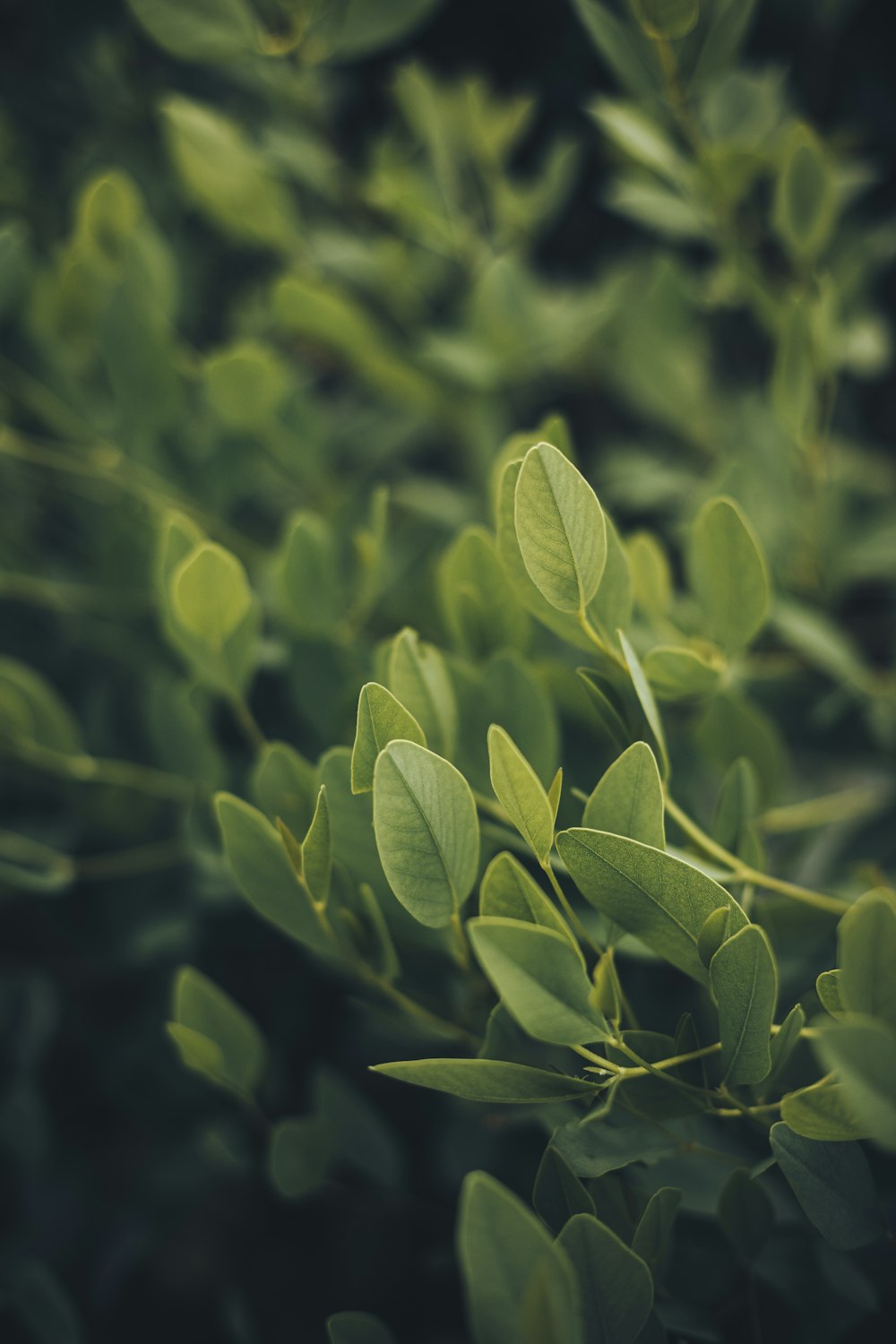 a close up of a bush with green leaves