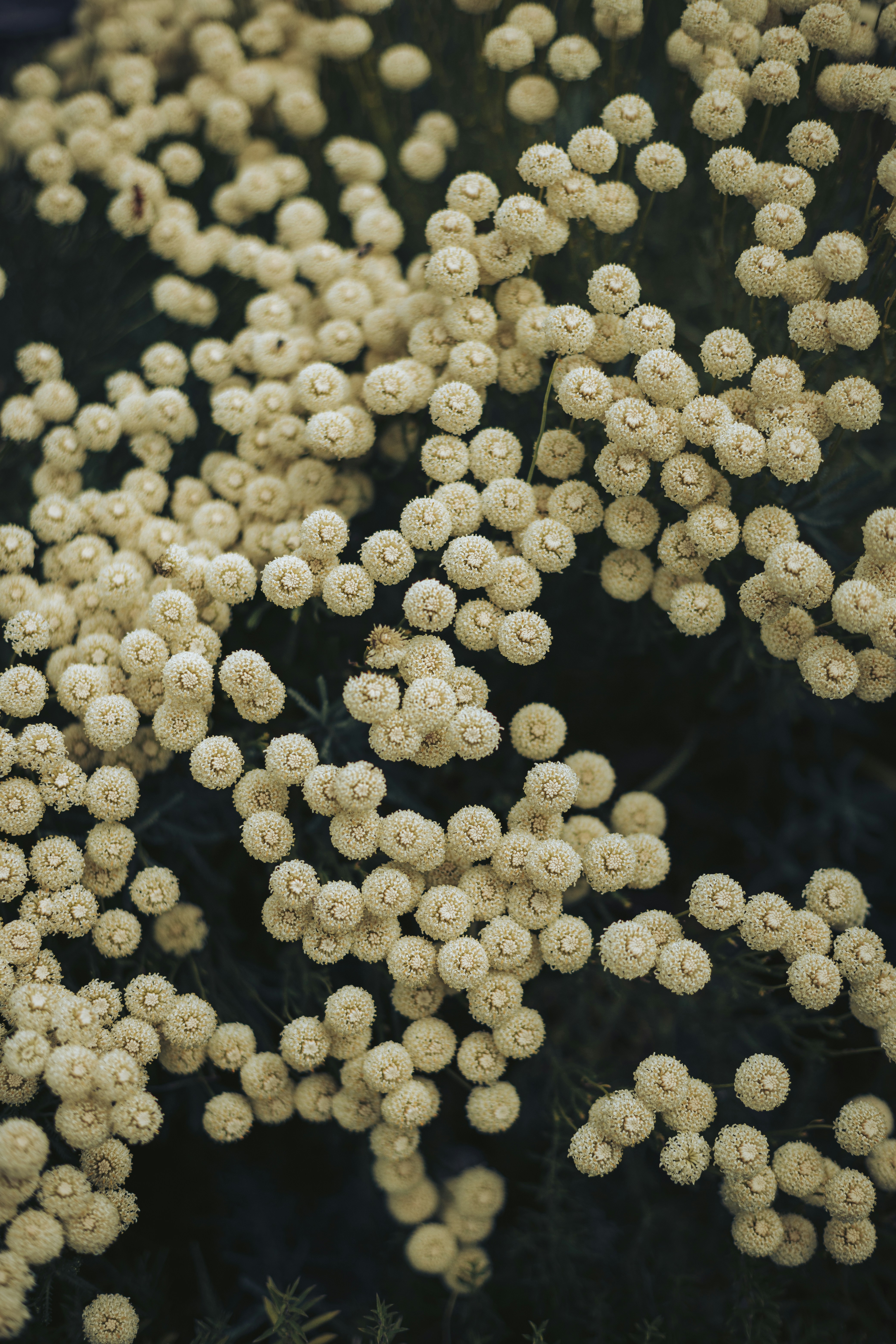 a bunch of white flowers that are in the grass
