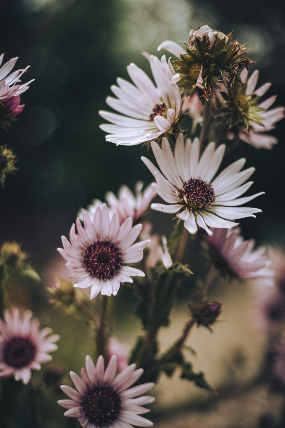 a close up of a bunch of white flowers