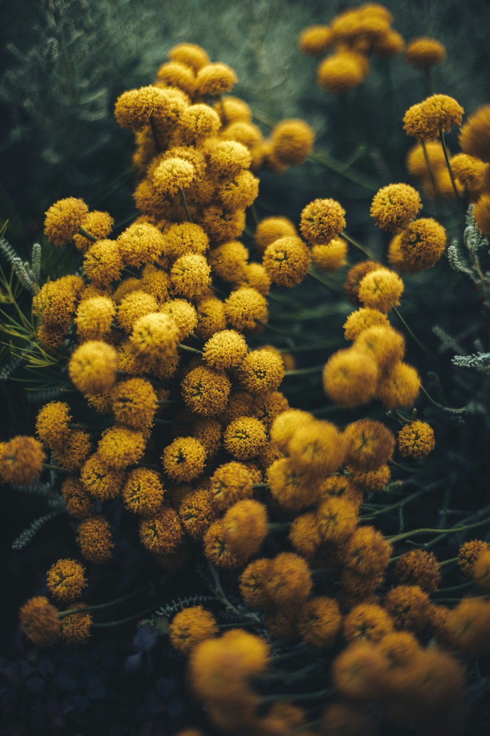 a bunch of yellow flowers that are in the grass