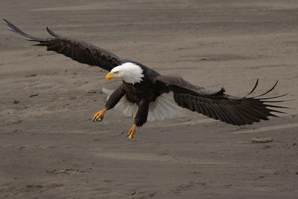 a bald eagle flying over a sandy beach