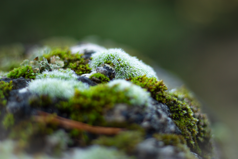 a close up of a moss covered rock