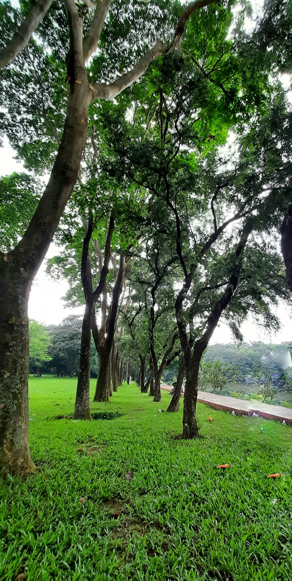 a lush green park with lots of trees