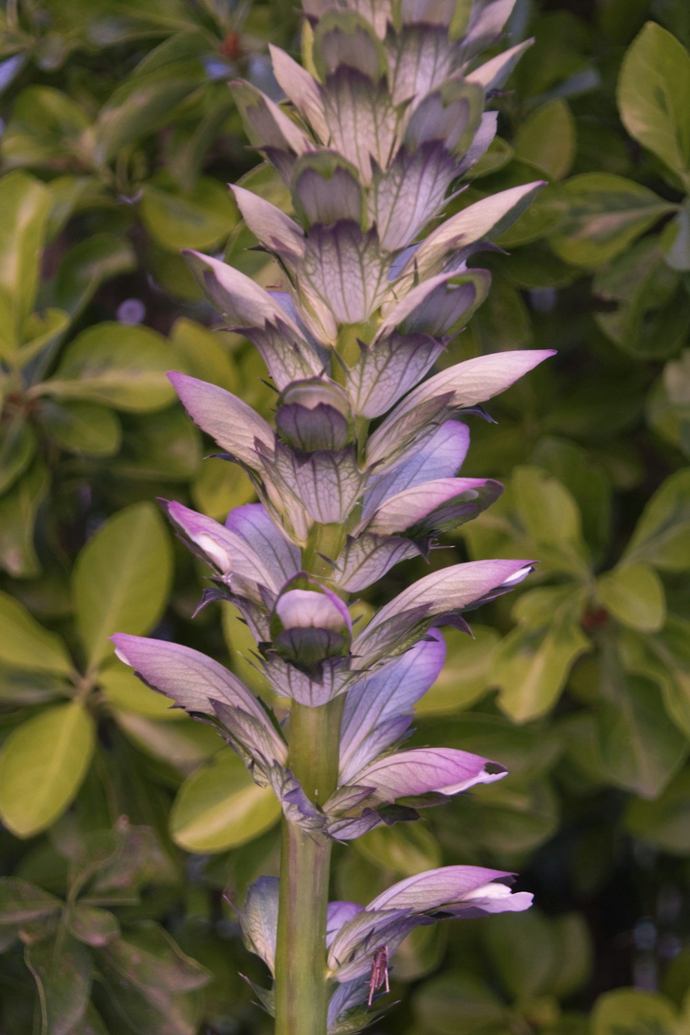 a purple flower with green leaves in the background