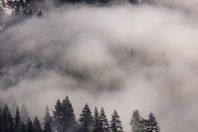 A mist of fragrance swirling gently over a forest trail at dawn.