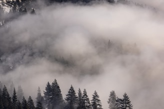 A mist of fragrance swirling gently over a forest trail at dawn.