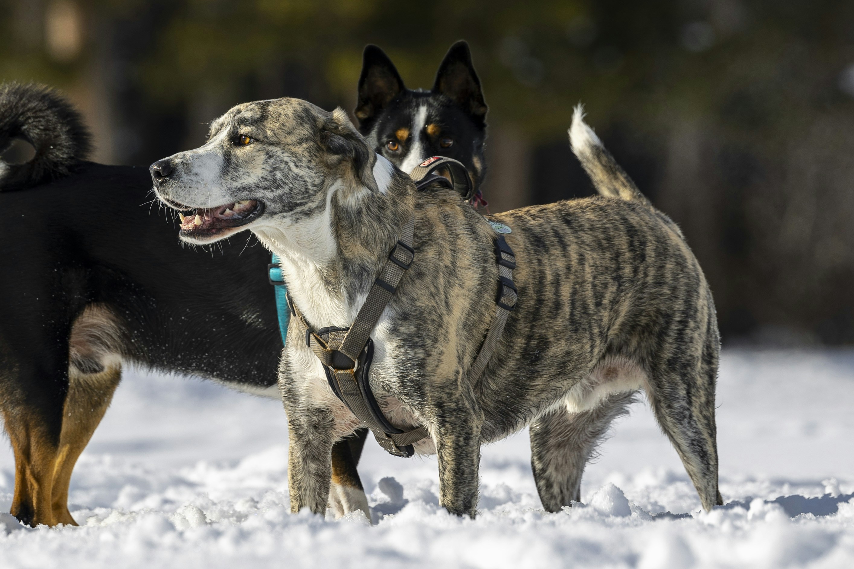 Photo by leo_visions_