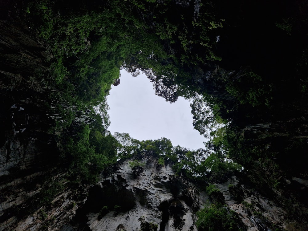 a view of a forest looking up into the sky