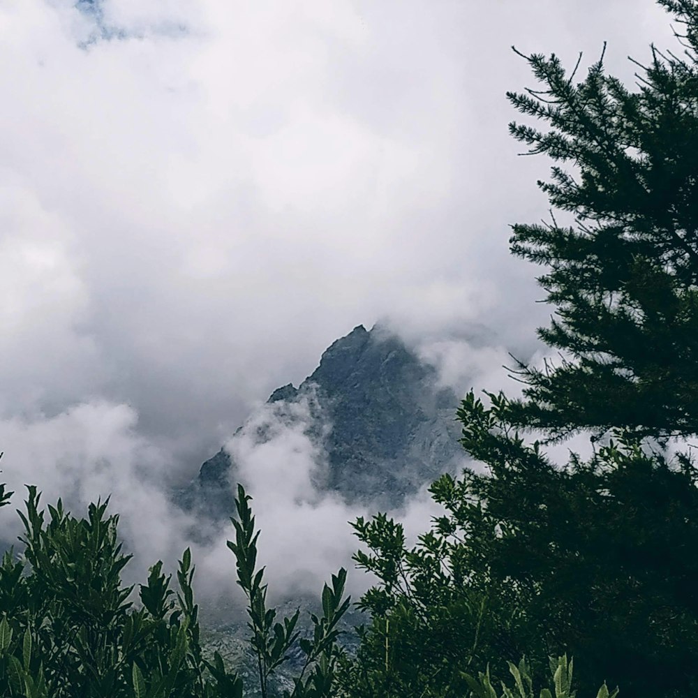 a view of a mountain through the trees