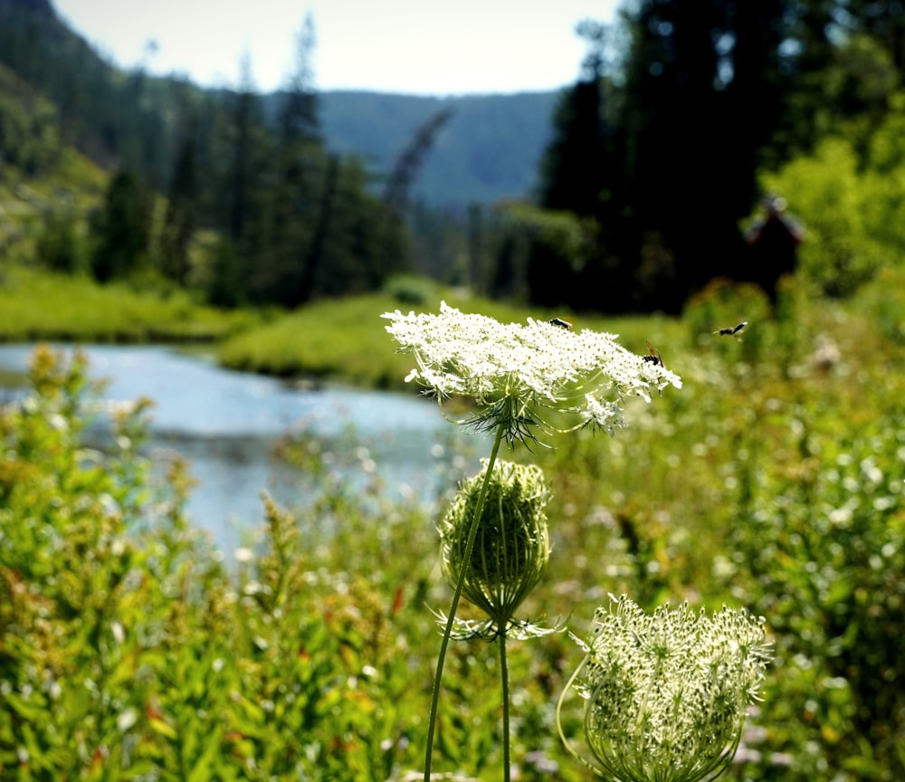 a close up of a flower near a body of water