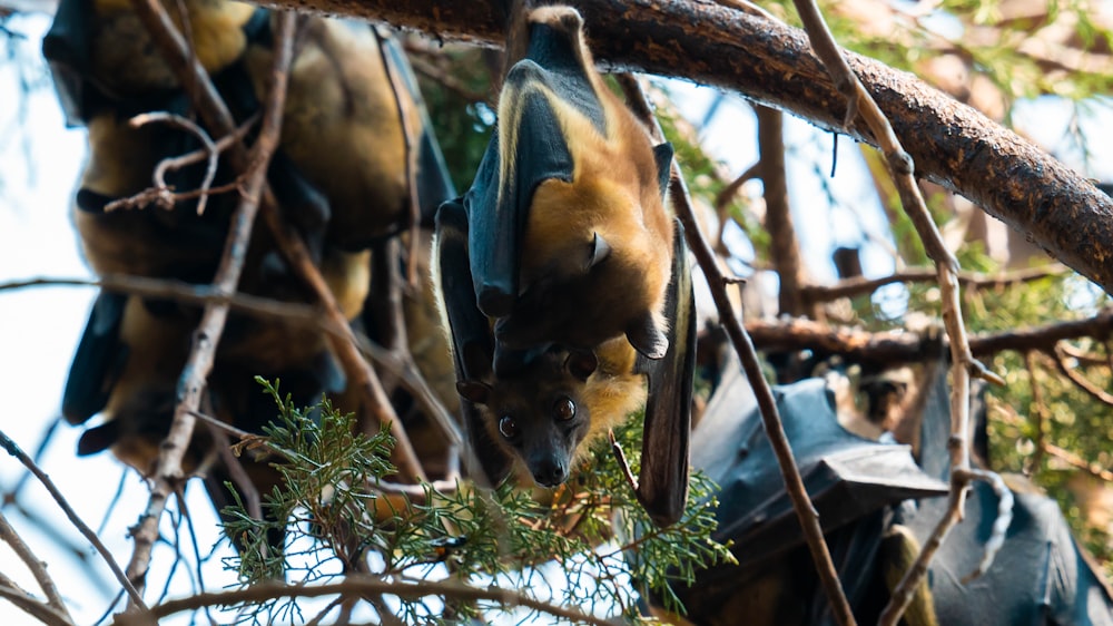 a group of bats hanging from a tree branch