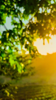 Golden sunlight filtering through lush green leaves, evoking a sense of calm and renewal.