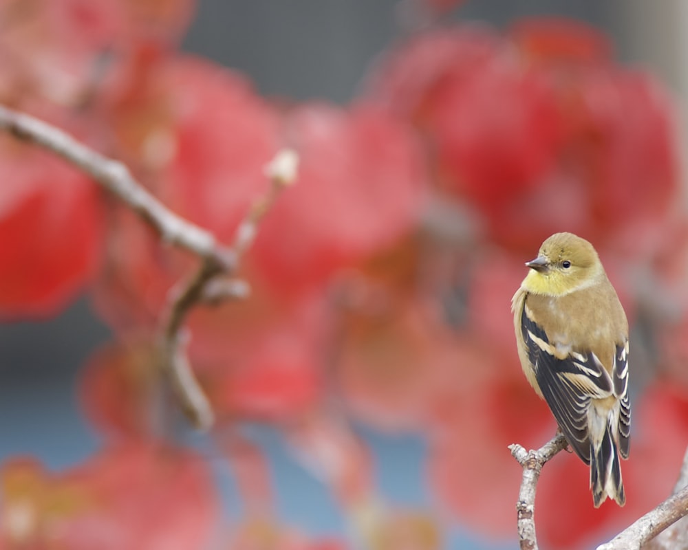 Ein kleiner Vogel sitzt auf einem Ast eines Baumes