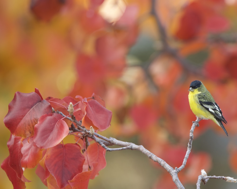 a small yellow and green bird perched on a branch
