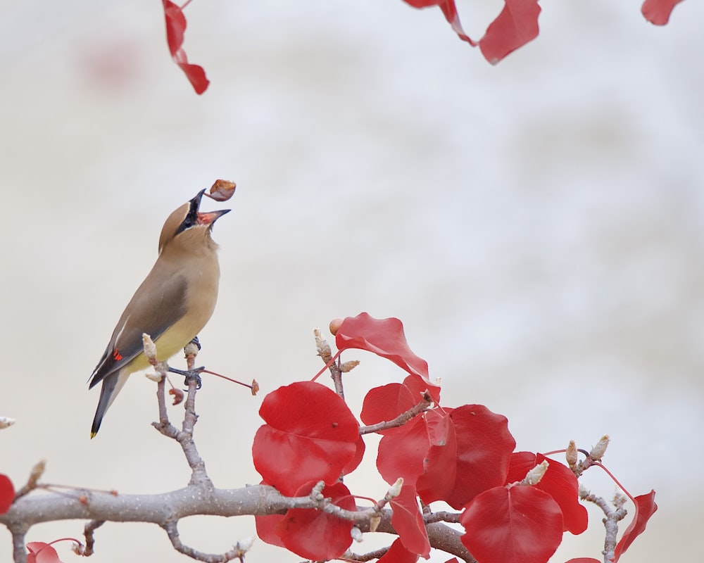 a bird sitting on a branch with red flowers
