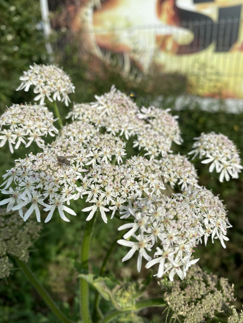 a bunch of white flowers in a field