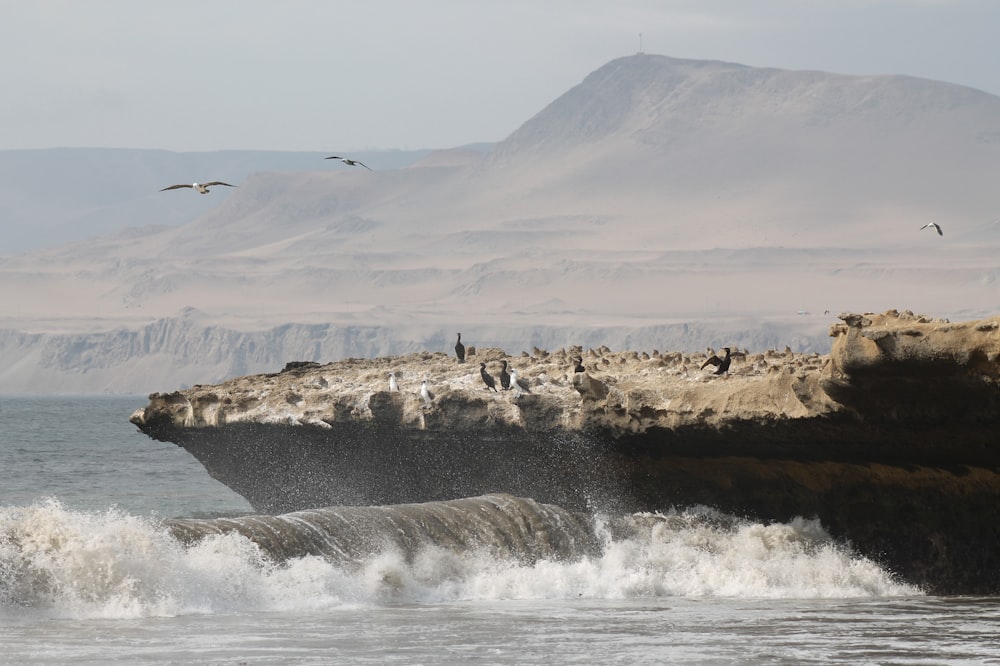 a flock of birds sitting on top of a cliff