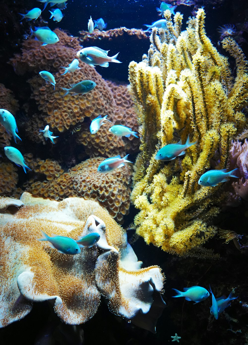 Eine große Gruppe von Fischen, die um eine Koralle schwimmen