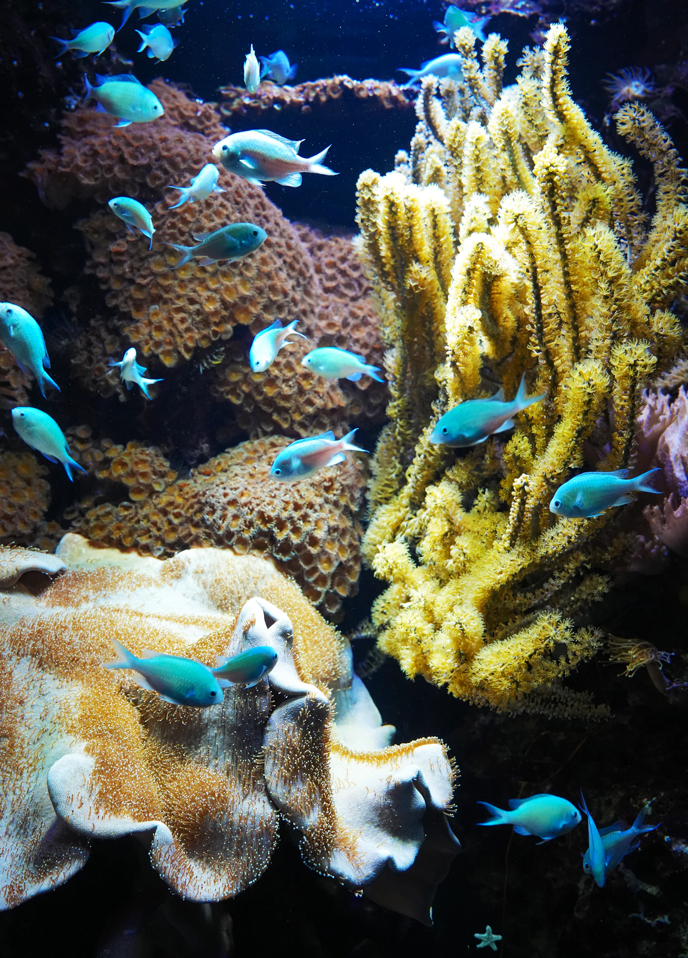 A wide shot of a colorful mixed-reef aquarium with assorted corals