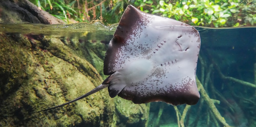 Une raie manta nageant dans un aquarium