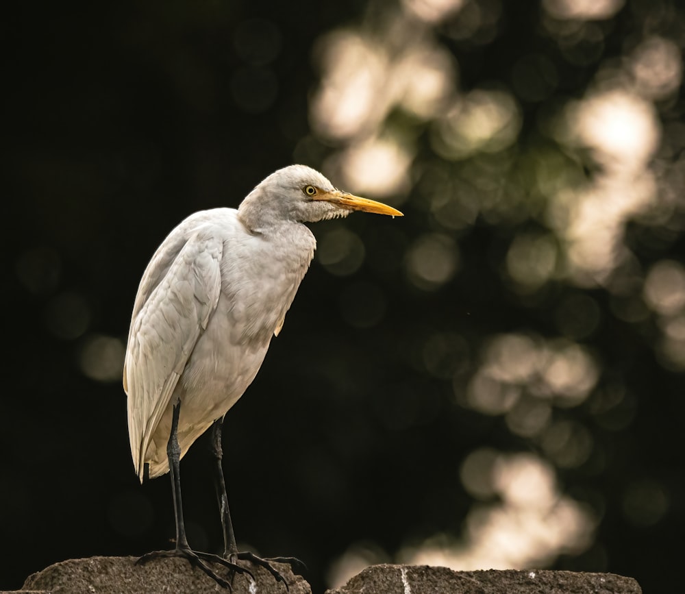 a white bird sitting on top of a rock