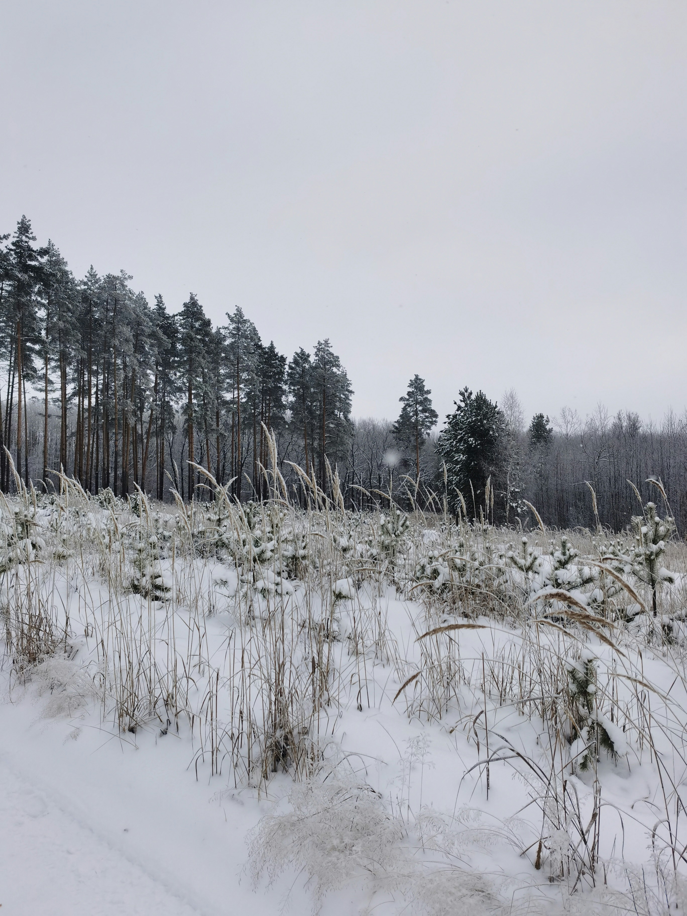 a field covered in snow next to a forest
