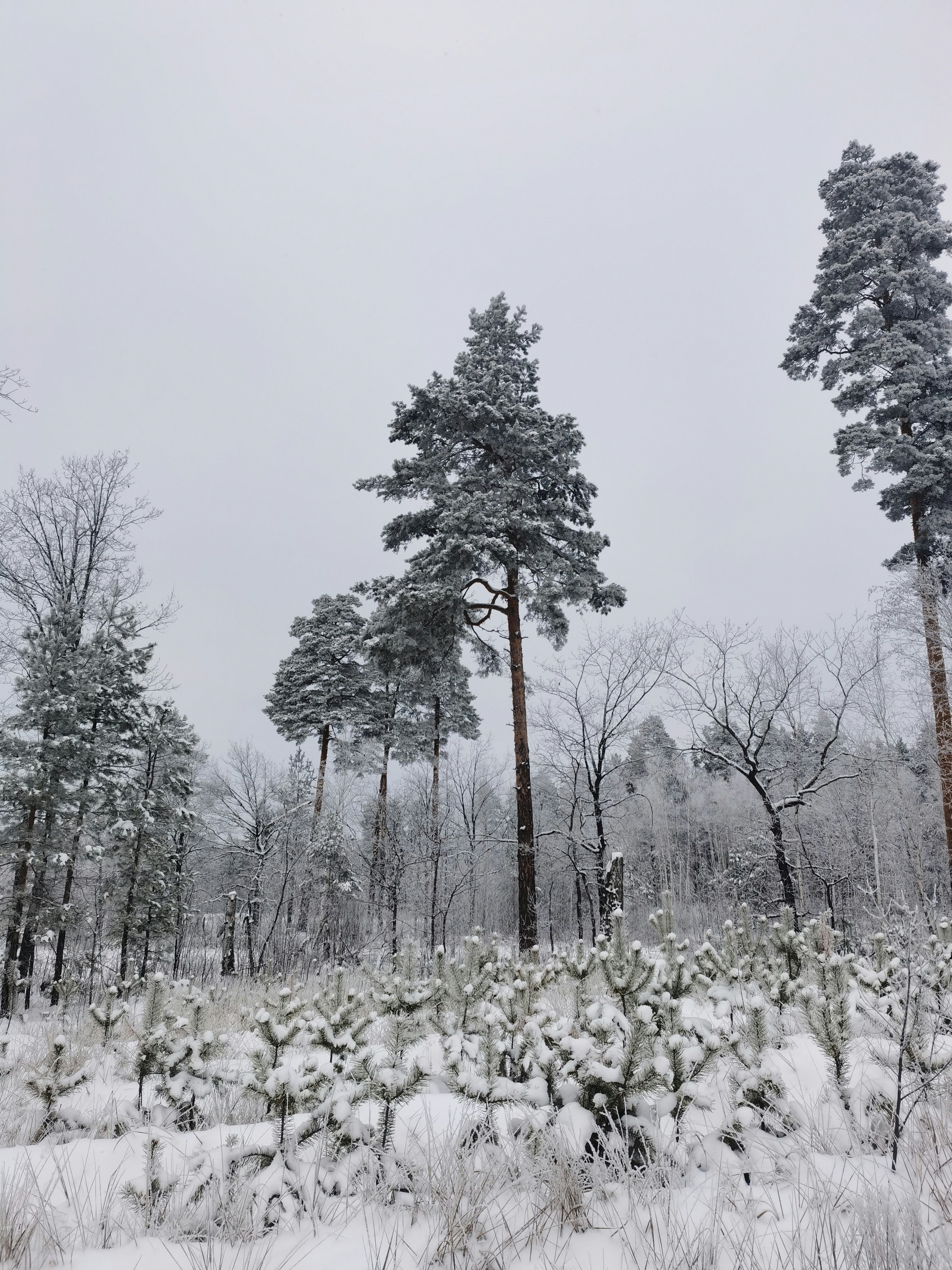 a snow covered forest with tall trees in the background