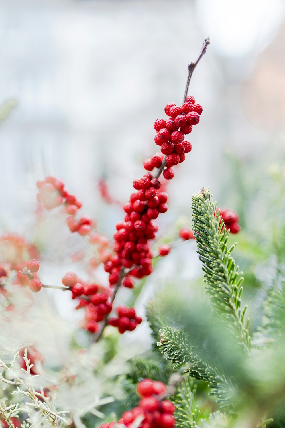 a close up of a plant with red berries