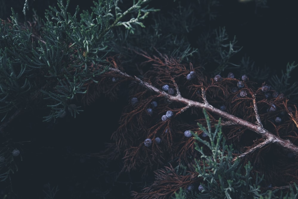 a close up of a tree branch with berries on it