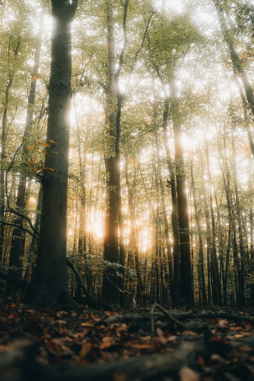 a forest filled with lots of trees and leaves