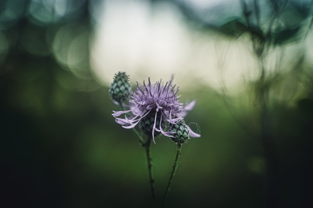 a close up of a purple flower with blurry background