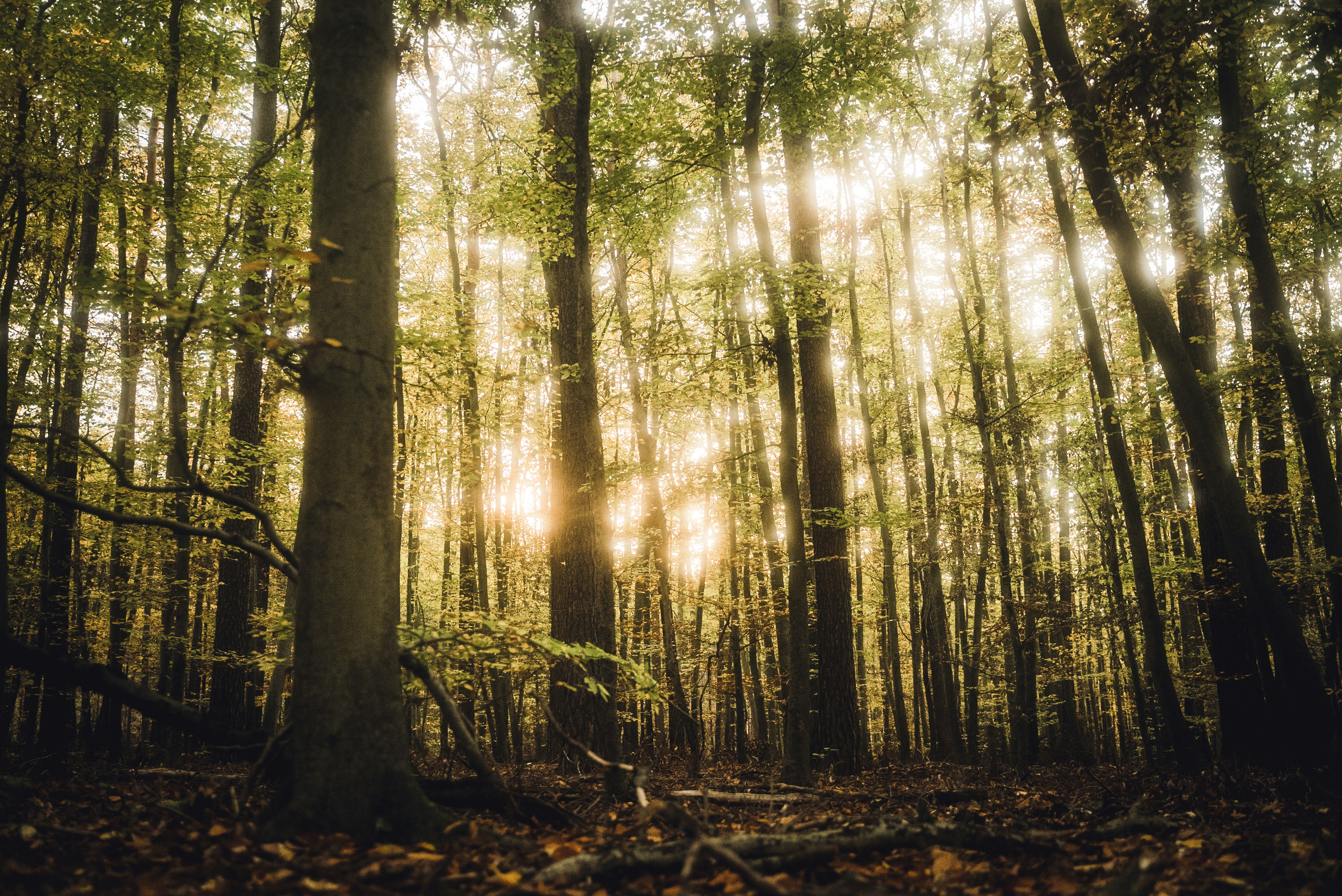 Photo by moritzlange