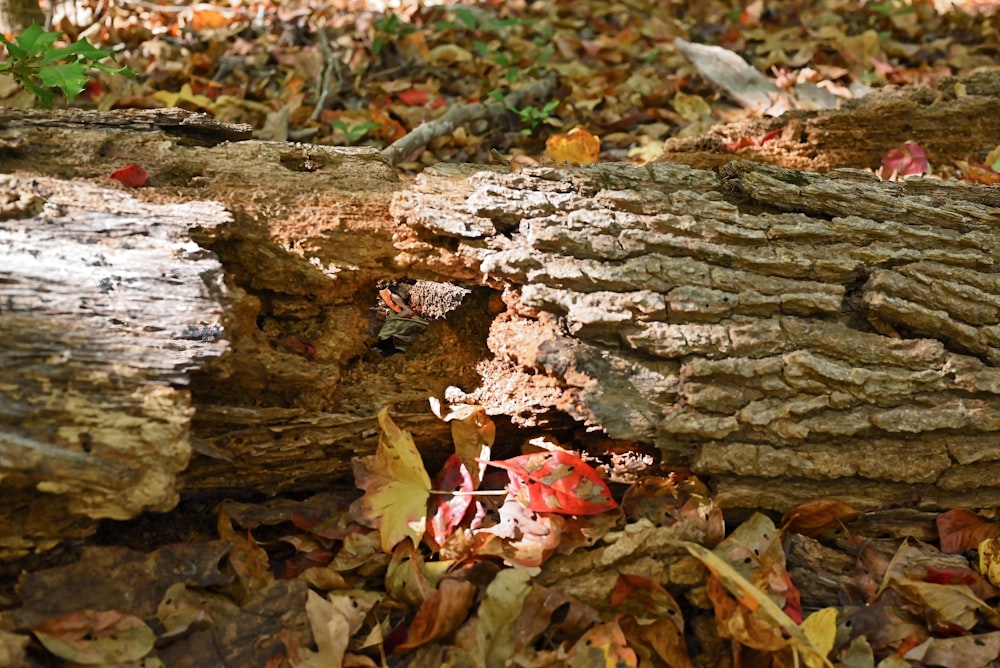 a close up of a tree trunk with leaves on the ground
