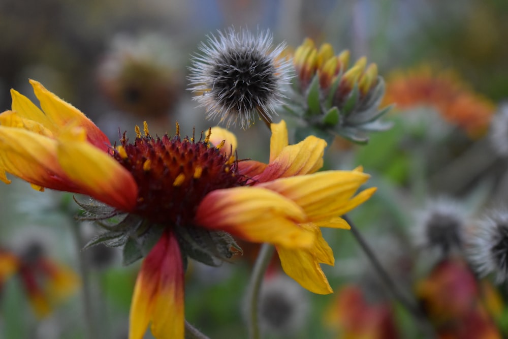 a close up of a yellow and red flower