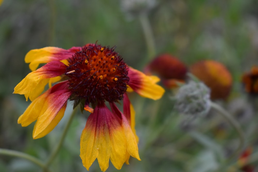 a close up of a yellow and red flower