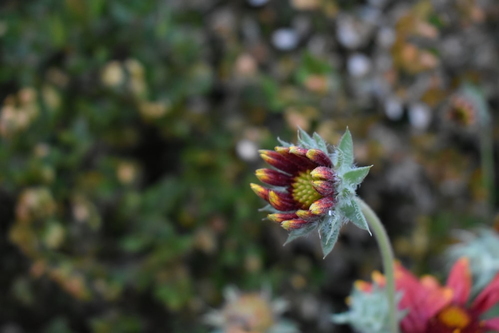 a close up of a flower with a blurry background