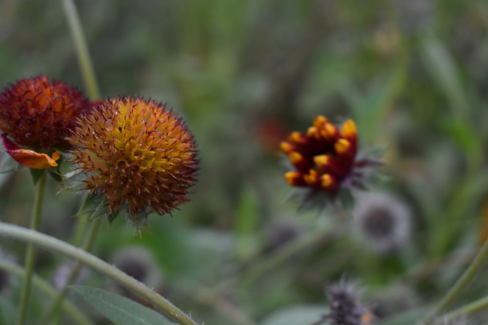 a couple of flowers that are in the grass