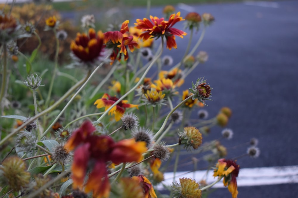 a bunch of flowers that are by a road