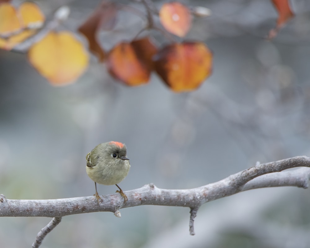 a small bird is perched on a branch