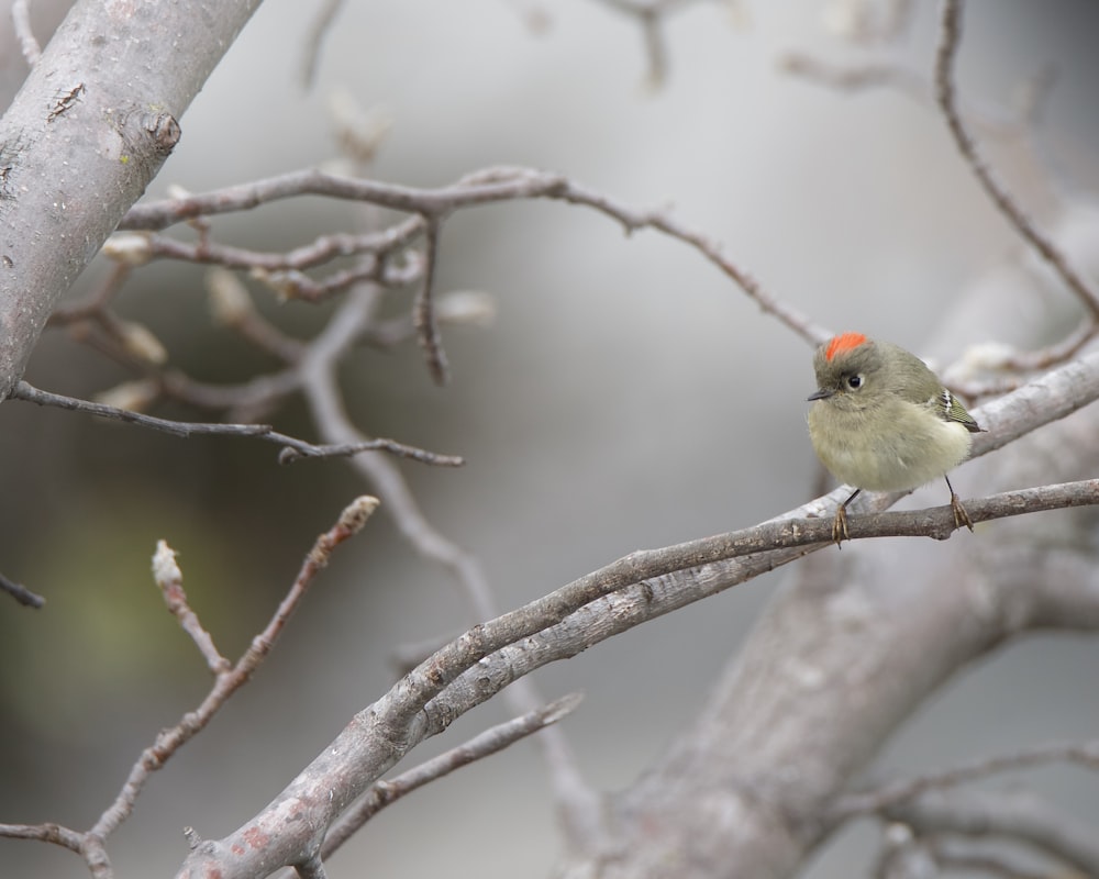 a small bird perched on a tree branch