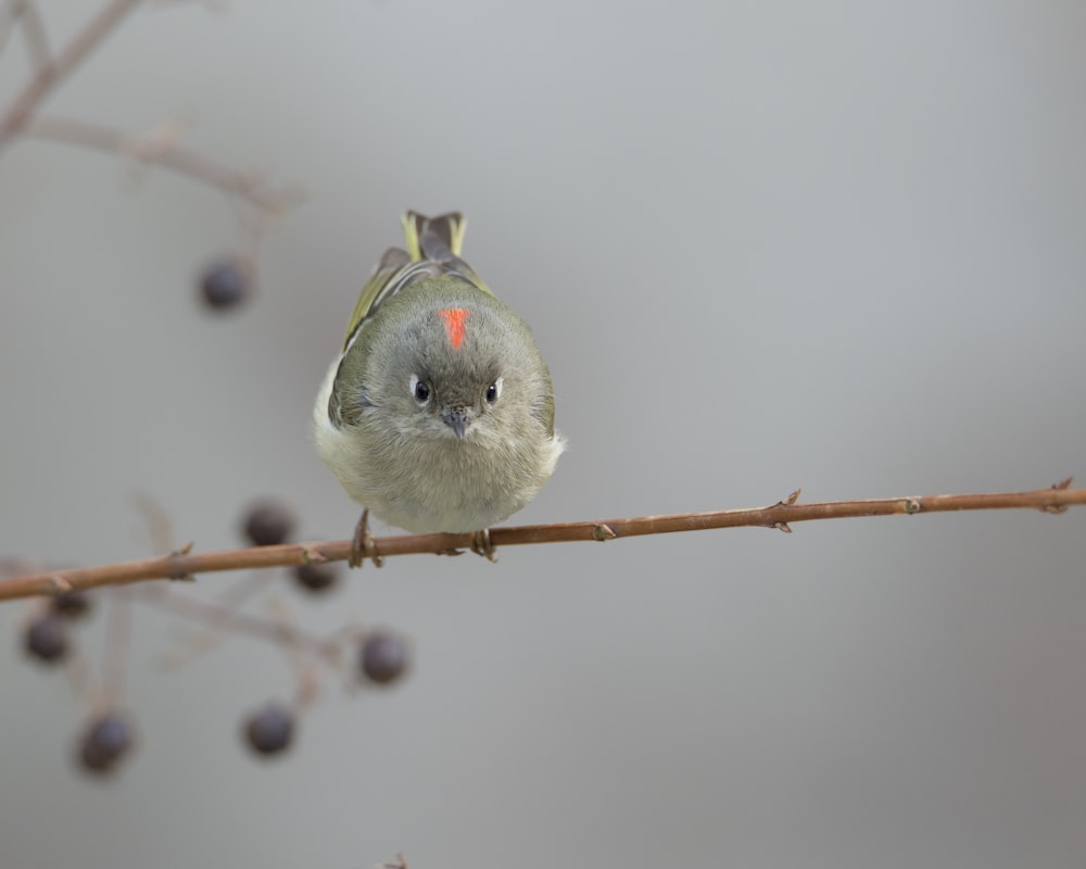 a small bird sitting on a branch with berries
