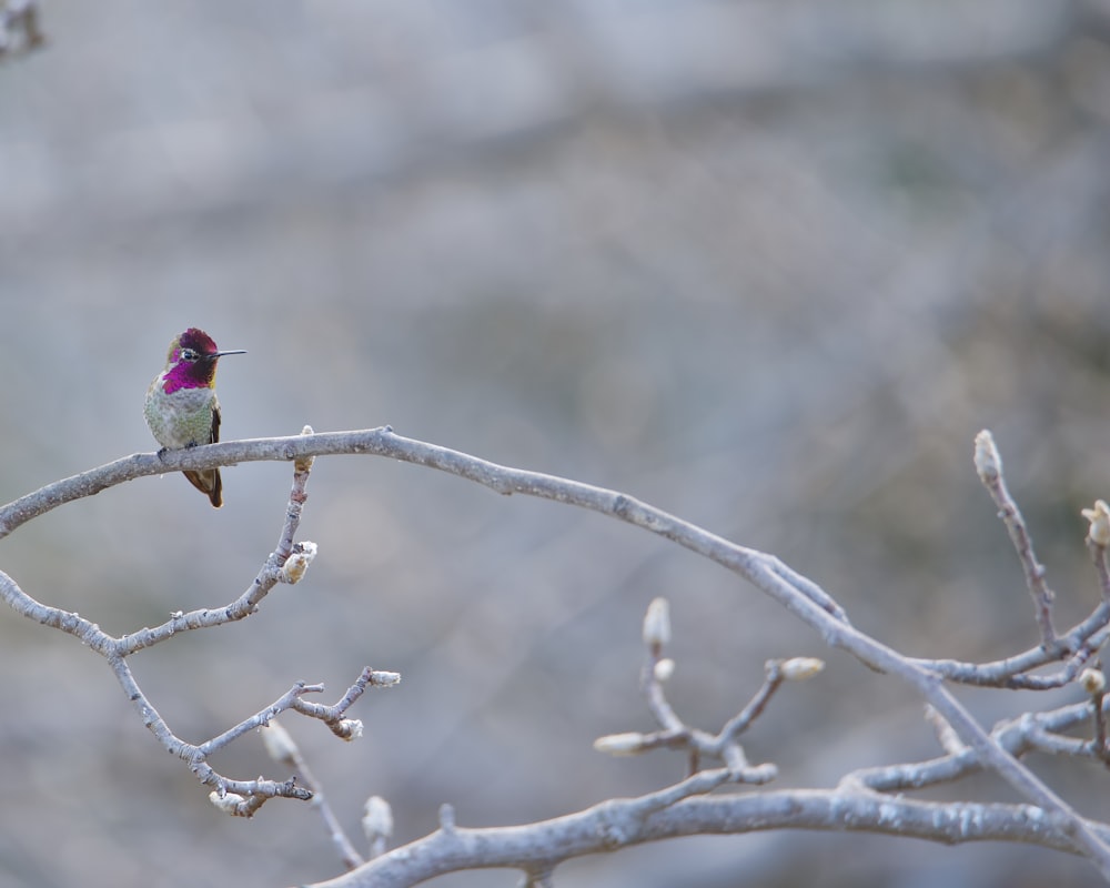 a small bird sitting on top of a tree branch